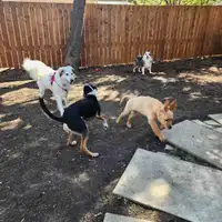 Experienced Dog Sitter Daycare and Boarding Available 