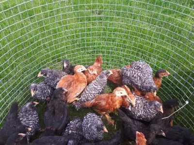 Five week old young laying hens (Chicks, Pullets), View more
