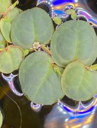 Red Root Floaters ( Phyllanthus Fluitans)