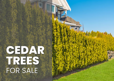 Transform your outdoor space with a fast growing cedar hedge designed for natural privacy. We offer...