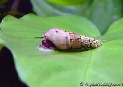 Fresh water Malaysian Trumpet Snail and Plants for sale