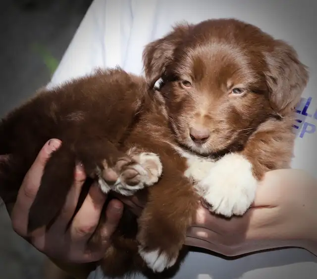 4 DOODLES, BORDOODLES F1 et F2 et F3 , PUPPIES, CHIOT in Dogs & Puppies for Rehoming in Laurentides - Image 5