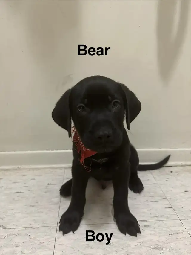 Rottie-Boxer/mix puppies only 3 left. | Dogs & Puppies for Rehoming ...