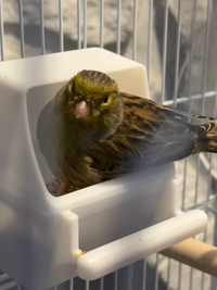 Canaries for Sale - Canary Bird