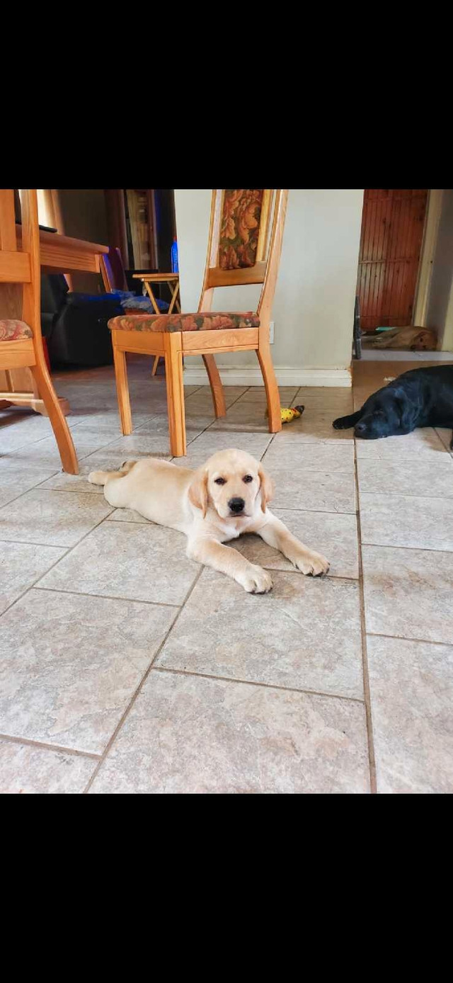 Chiots Labrador pure race a vendre dans Chiens et chiots à adopter  à Lanaudière