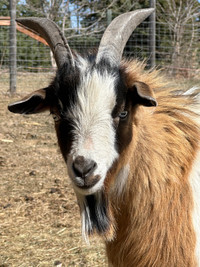 Beautiful Blue Eyed Billy Goat for Sale!