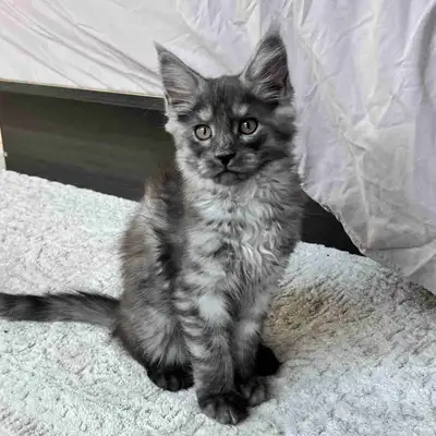 chaton mainecoon pure race, View more