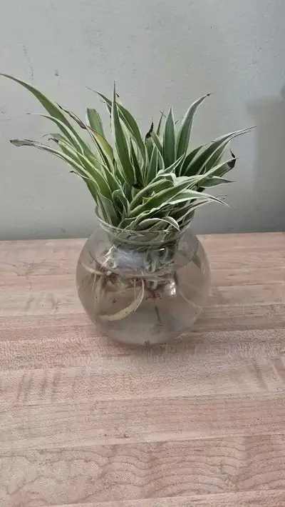 spider plants, View more