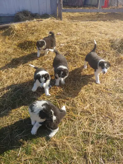 Beautiful blue heeler/rough collie pups, View more