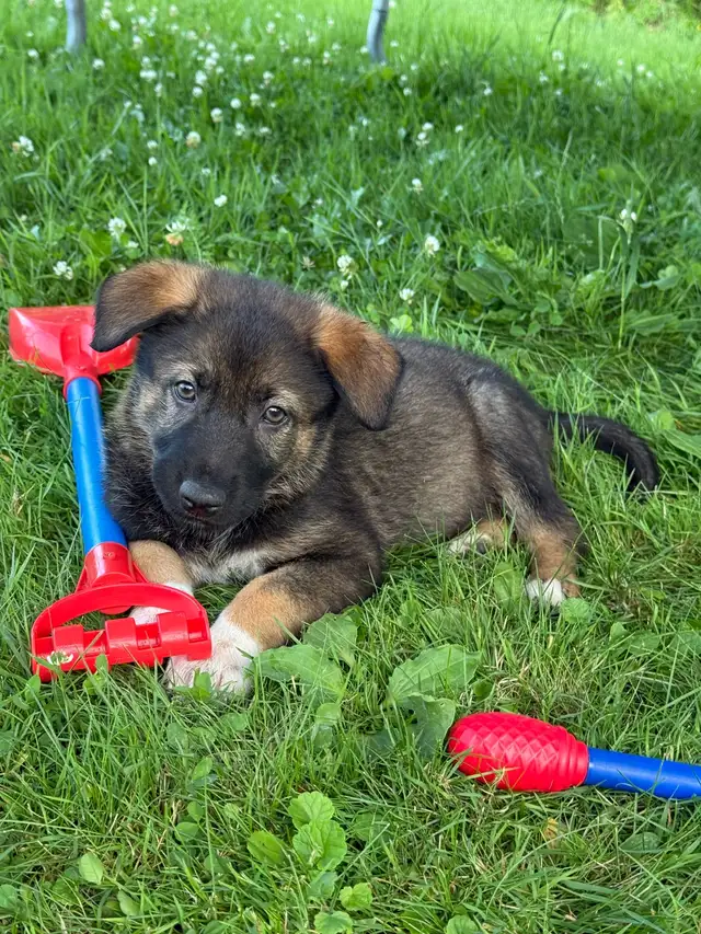 German Shepherd puppies in Dogs & Puppies for Rehoming in Ottawa - Image 2