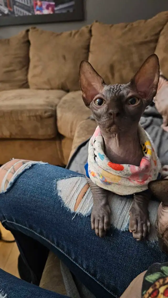 Femelle sphinx in Cats & Kittens for Rehoming in Sherbrooke - Image 7