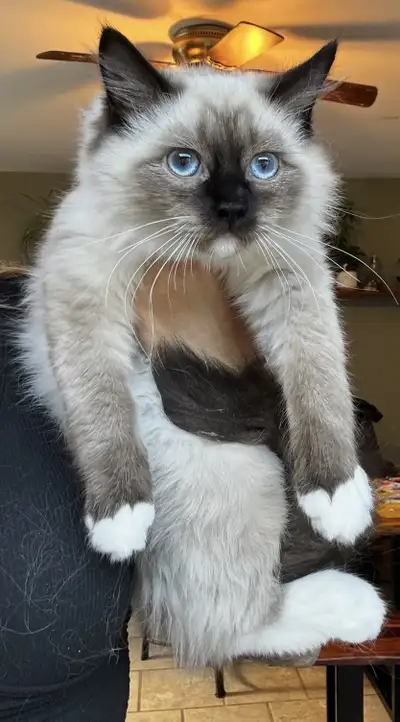 Ragdoll pure race, View more