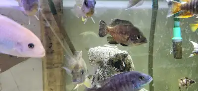 3in female starry night cichlid , View more