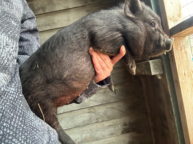 Piglets  in Livestock in Saskatoon - Image 2