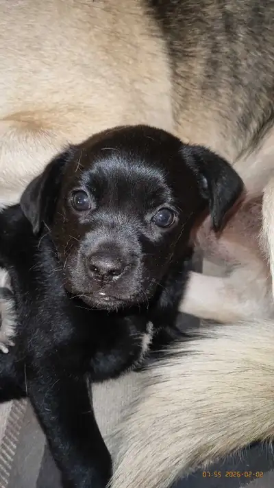 Pug cross Puppy, View more