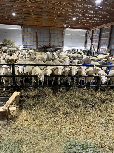 Ewes for sale, View more