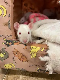 Young cuddly female rats need loving homes