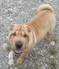 Guardian Homes Wanted: Shar Pei, Poodles, Bostons