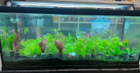 live plants on sale at TT PETS