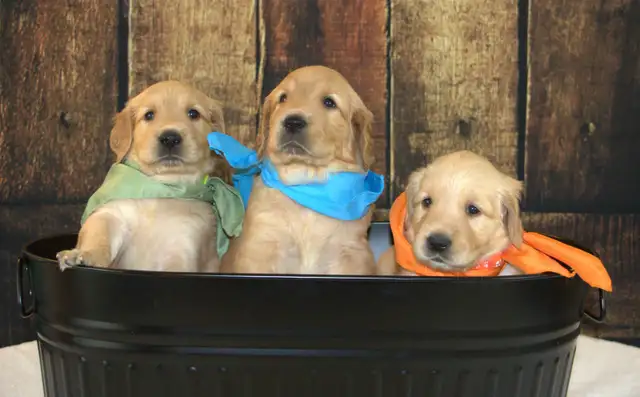 CKC Registered Golden Retriever Puppies in Dogs & Puppies for Rehoming in Cambridge - Image 6