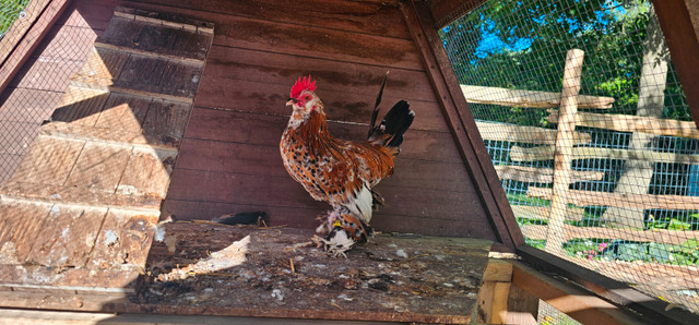 Heritage Breed Roosters available. in Livestock in Hamilton