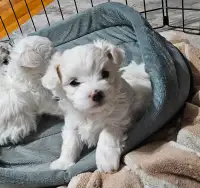 2 Small Maltese Puppies