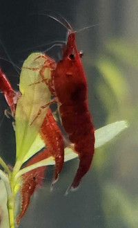 Neocaridina Shrimp (Red)