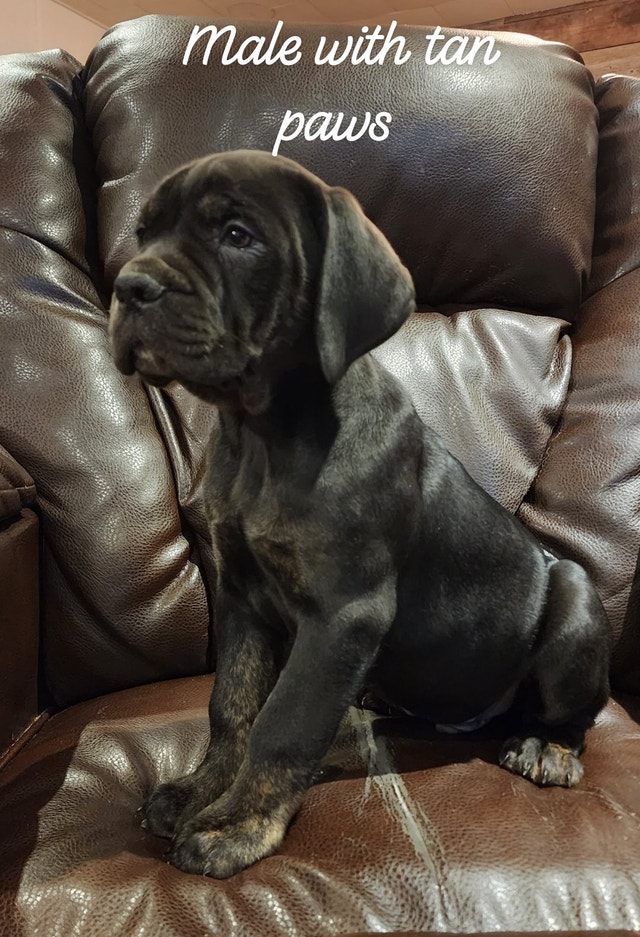 Cane Corso Puppies!!price reduced to 1200 Dogs & Puppies for