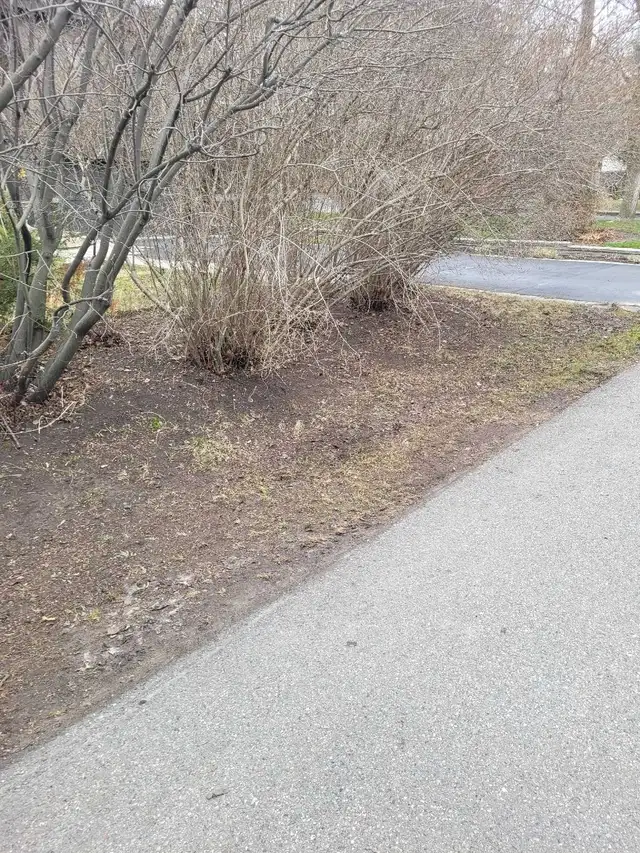landscaping & lawn maintenance  in Lawn, Tree Maintenance & Eavestrough in City of Toronto - Image 7