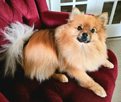 Billy loves fetch!, View more