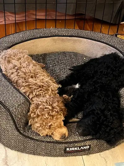 Miniature Poodle Puppies, View more
