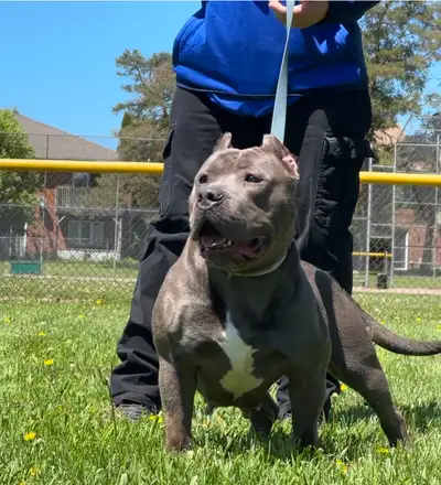 Adopt Naya! Sweet Blue Standard ABKC Adult - Family Companion, View more