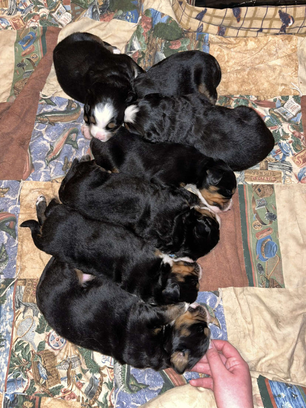 Bernese mountain dog puppies in Dogs & Puppies for Rehoming in Brandon - Image 3
