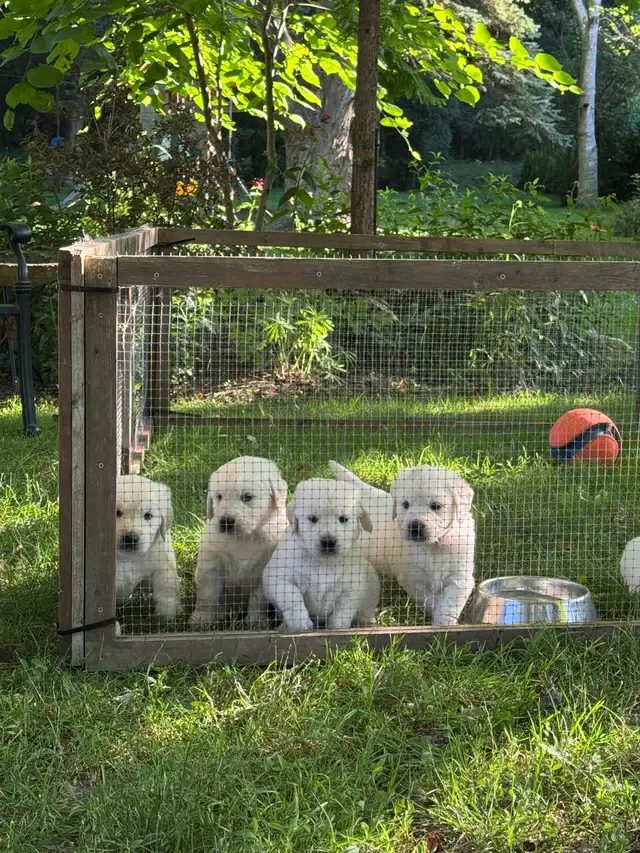 Golden Retreiver- British cream male 7 wk old pup ready now!  in Dogs & Puppies for Rehoming in Windsor Region - Image 5