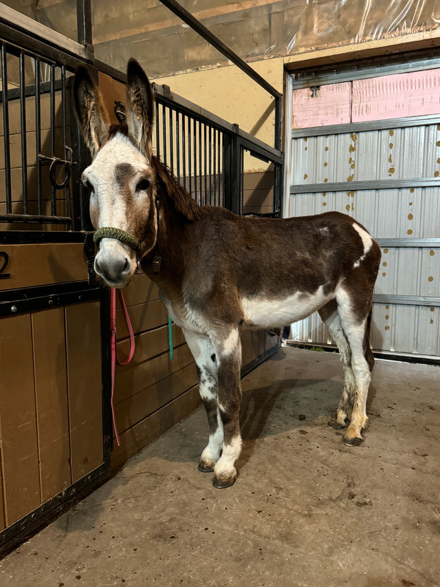 2026 Frozen Semen Breeding Special - BWMD Levi Son Of Hagrid in Horses & Ponies for Rehoming in Edmonton - Image 2
