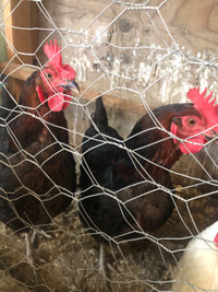 5 chickens for sale 