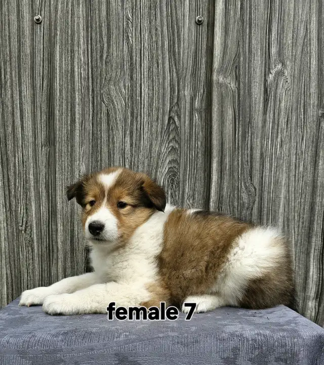 Scotch Collie puppies in Dogs & Puppies for Rehoming in Chatham-Kent - Image 5