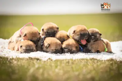  Beautiful Shiba Inu Puppies – Vet Checked & Microchipped , View more
