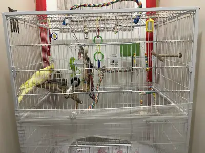 Bird and cage , View more