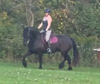 part board my friesian, View more