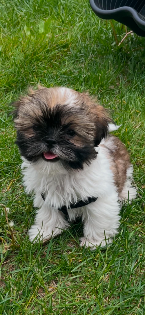 Chiot Shih Tzu x Bichon Maltais à vendre ❤️ Adorable chiot mâle, né le 17 mars 2026, prêt à trouver...