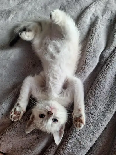 Kittens!, View more