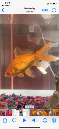 Gold fish (2)