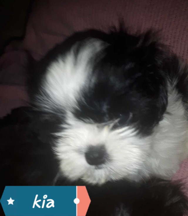 Shih Poo Pups 8 WEEKS old  (ONLY 2 LEFT)  in Dogs & Puppies for Rehoming in North Bay