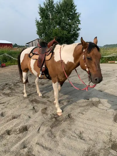 Paint Horse Gelding, View more