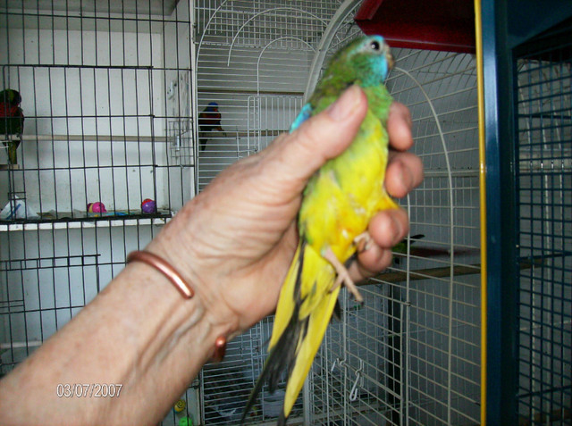 Looking for female splendid parakeet Recherch perruche splendide in Birds for Rehoming in Bathurst - Image 2