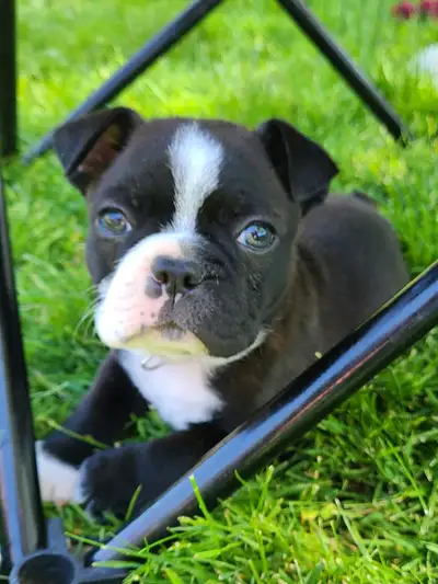We have Boston Terrier Puppies!! These Seven cuties were born April 26 2024 and are looking for thei...