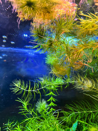 Aquarium plant Hornwort