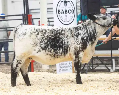 IOS Purebred Speckle park heifer , View more