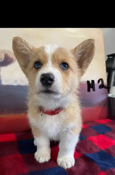 PEMBROKE WELSH CORGI Pups, View more